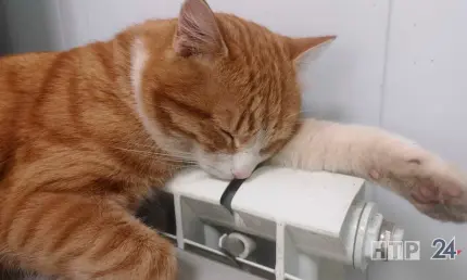 Эксперт: социальные сети могут стать причиной прокрастинации - НТР 24