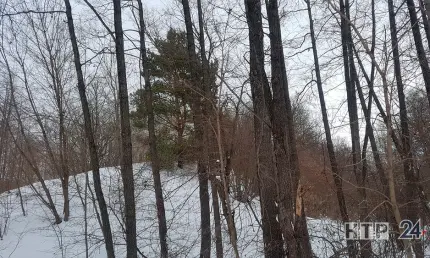 В Татарстане с окончанием зимы завершается сезон охоты на ряд пушных и кабана - НТР 24