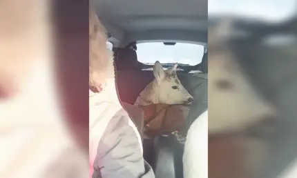 В Нижнекамске спасли застрявшую в заборе косулю и вернули её в лес - НТР 24