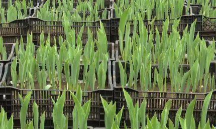 В теплицах Нижнекамска выращивают тюльпаны к 8 Марта - НТР 24