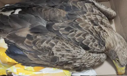 В Татарстане спасли замерзающего на трассе краснокнижного орлана-белохвоста - НТР 24