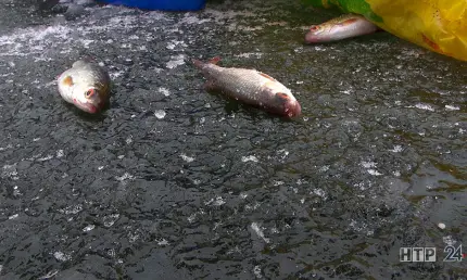 В Татарстане на устье одной из рек введен запрет на рыболовство - НТР 24