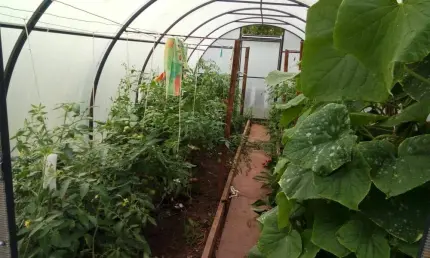 Дачникам на заметку: как подготовить теплицу к богатому урожаю - НТР 24