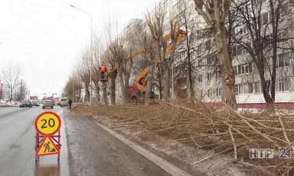 Нижнекамск готовится к весне: обрезка тополей и подготовка к озеленению - НТР 24