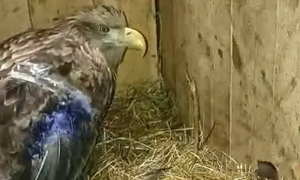 В Алькеевском районе спасли орлана-белохвоста с раненым крылом - НТР 24