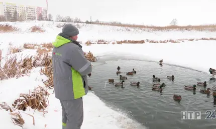 В День дикой природы татарстанцам напомнили, как ей можно помочь - НТР 24