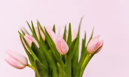 Куда сходить 8 Марта в Нижнекамске - НТР 24