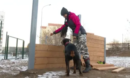 В Нижнекамске создают дружелюбную для собак и их владельцев среду - НТР 24