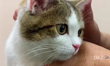 В Нижнекамске возобновляют программу бесплатной стерилизации домашних животных - НТР 24