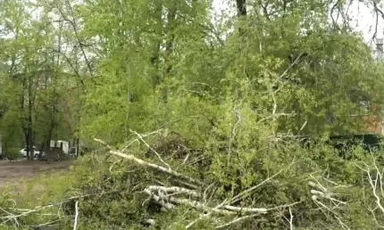 В Казани жильцы дома возмутились вырубкой деревьев для ремонта теплотрассы - НТР 24