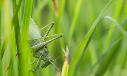 Эксперт рассказал, каким районам Татарстана грозит нашествие саранчи - НТР 24