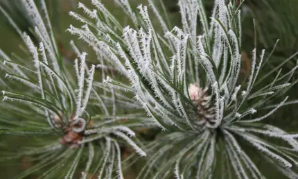 Метеоролог Вильфанд спрогнозировал заморозки до -10 градусов в конце мая - НТР 24