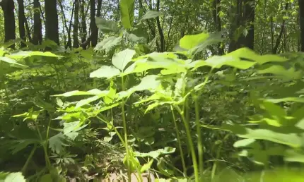 В Татарстане из-за жары ожидается высокая пожарная опасность лесов - НТР 24