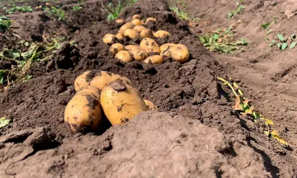 Май — оптимальное время для посадки картофеля: советы огородникам - НТР 24