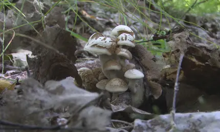 От штрафа до тюрьмы: за какие грибы могут строго наказать в России - НТР 24