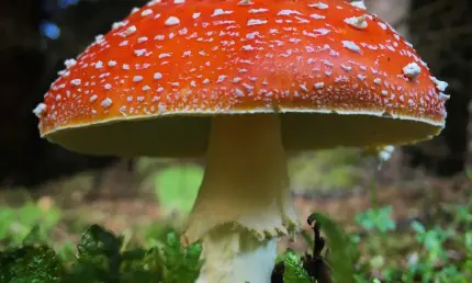 Россиянам напомнили о наказании за сбор краснокнижных грибов - НТР 24