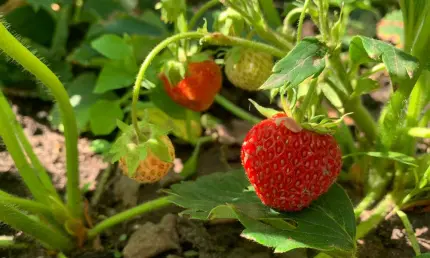 Как выбрать сладкую клубнику: советы от Роспотребнадзора - НТР 24