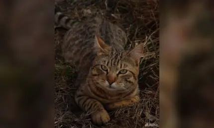 В Татарстане продают кота за 3 миллиона, чтобы «закрыть ипотеку» - НТР 24