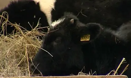 Карантин по бешенству животных введён в двух районах Татарстана - НТР 24