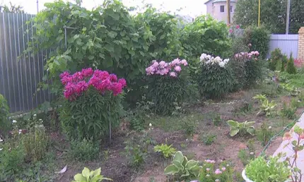 Не высаживайте это! Юрист напомнила дачникам о статье за запретный цветок - НТР 24