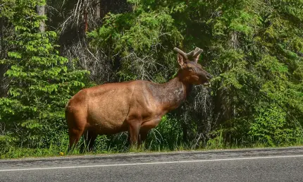 ДТП с животным: как избежать и что делать при столкновении - НТР 24