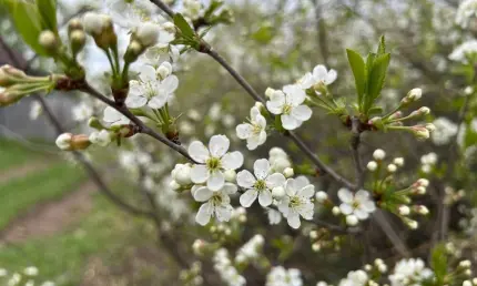 Короткая рабочая неделя в Татарстане начнется с резкого потепления до +25 - НТР 24