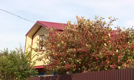 Дачникам рассказали, из-за чего их могут лишить участка - НТР 24