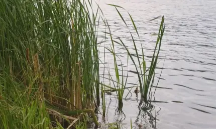 В Татарстане мужчина упал в пруд и утонул - НТР 24