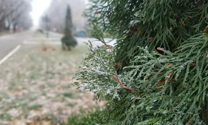 В Татарстан возвращаются заморозки - НТР 24