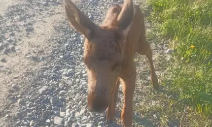 В Татарстане спасли тонущего в болоте лосенка - НТР 24