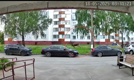 Рано утром во дворе Нижнекамске заметили лося — видео - НТР 24