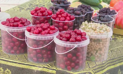 Весенние заморозки угрожают урожаю черешни, абрикосов и персиков в России - НТР 24