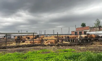 В Нижнекамском районе появится ферма на 2 тысячи голов и кормоцентр - НТР 24