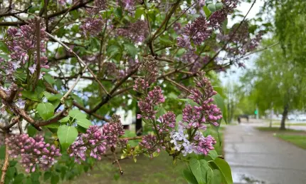 Май капризничает: сегодня в Татарстане дожди, ветер и до +17 - НТР 24