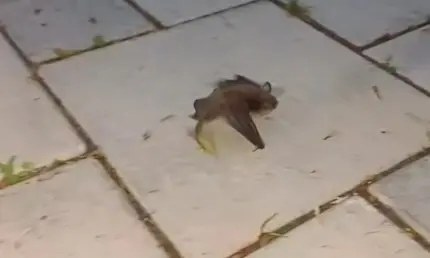 В Нижнекамске сняли на видео гуляющую по набережной летучую мышь - НТР 24