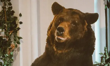 Россиянам запретили содержать дома лис, кобр, филинов, медведей и тарантулов - НТР 24