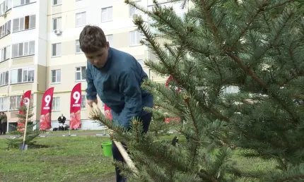 Живая память: нижнекамцы высадили голубые ели в честь 80-летия Победы - НТР 24