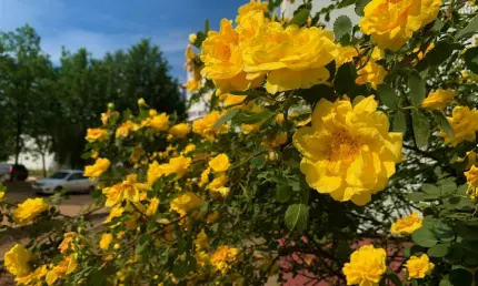 Комфортное и без сюрпризов: чего ждать от погоды предстоящим летом - НТР 24