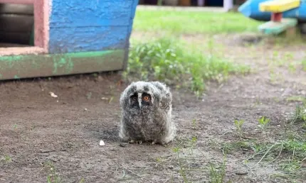 Необычный гость: в Камполянах на территорию детского сада прилетел совенок - НТР 24
