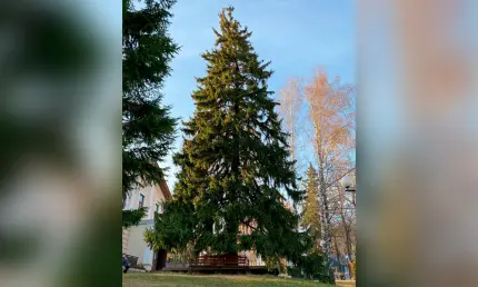 138-летняя ель из Татарстана претендует на звание дерева года - НТР 24