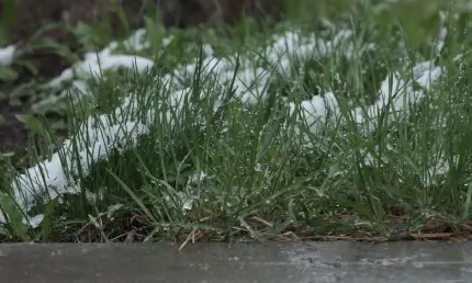 Вильфанд спрогнозировал заморозки в Поволжье - НТР 24