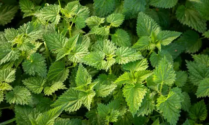 Эксперт из Татарстана рассказал, чем крапива лучше семян чиа и спирулины - НТР 24