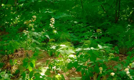 Клещ из Нижнекамского района заразил челнинца боррелиозом - НТР 24