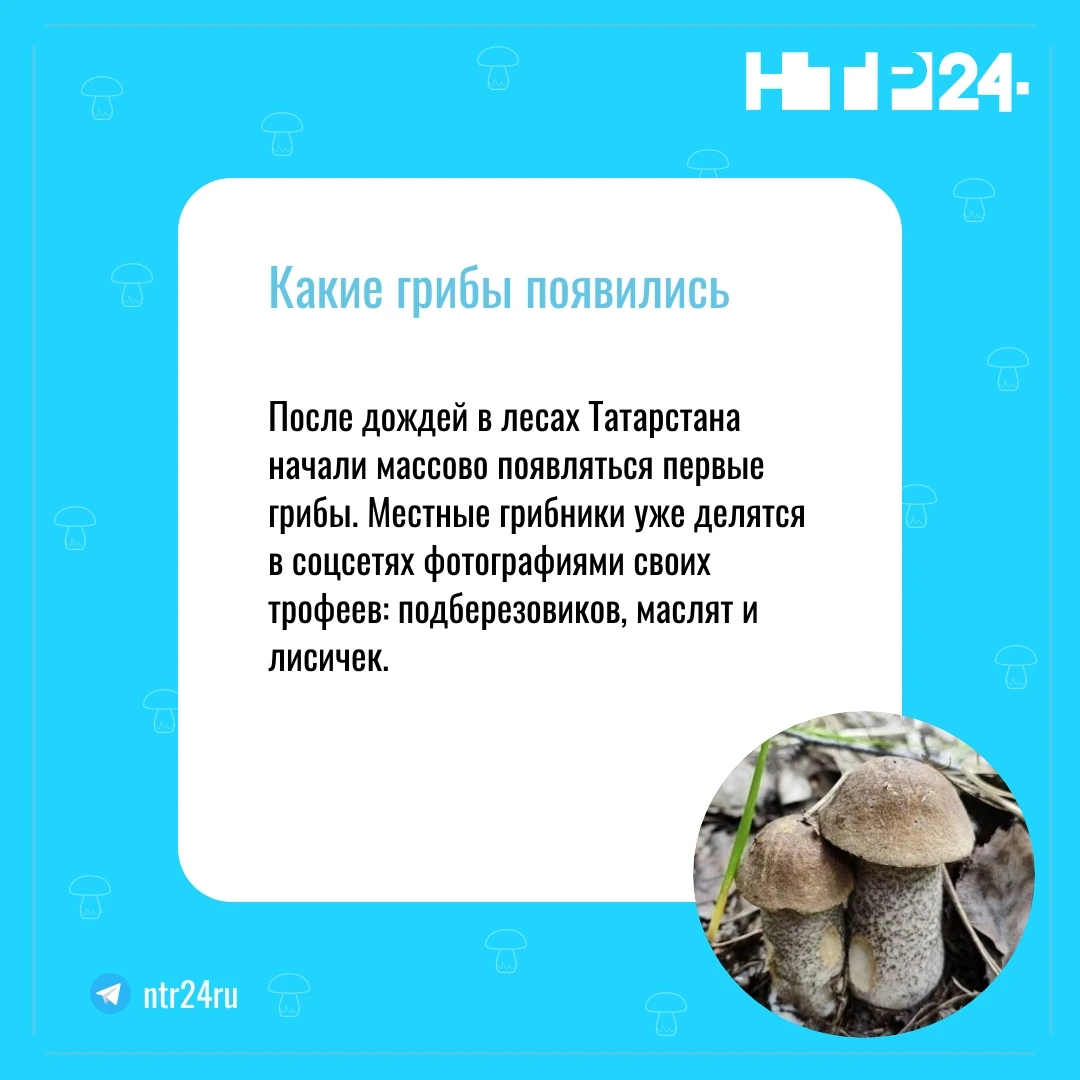 После дождей в лесах Татарстана начали массово появляться первые грибы. Местные грибники уже делятся в соцсетях фотографиями своих трофеев: подберезовиков, маслят и лисичек