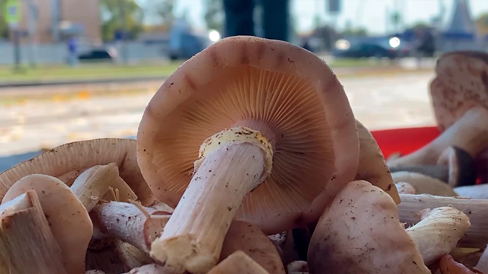 Как не отравиться грибами: эксперт опровергает народные мифы