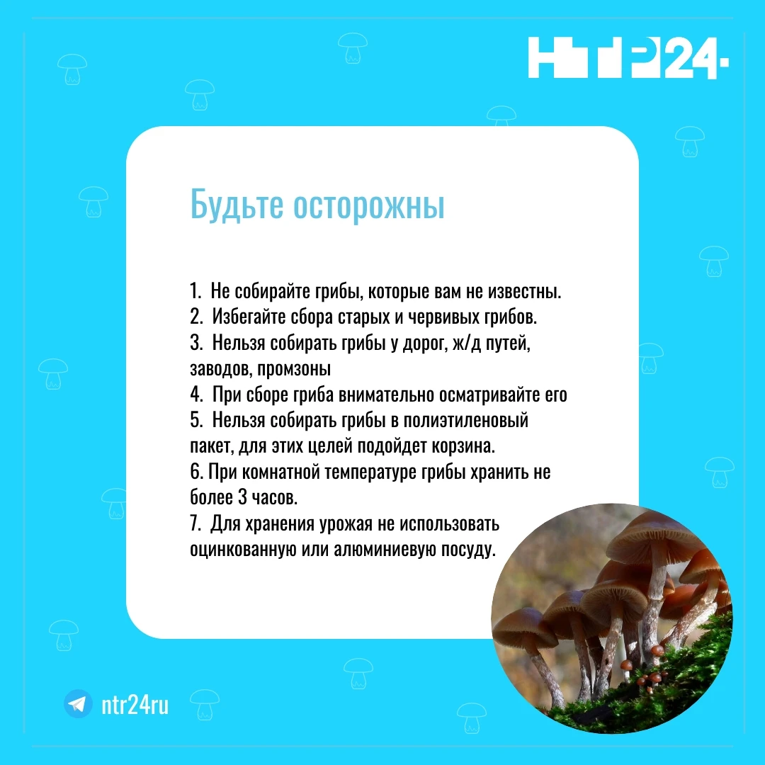 Будьте осторожны! Не собирайте грибы, которые вам не известны. Избегайте сбора старых и червивых грибов. Нельзя собирать грибы у дорог, железнодорожных путей, заводов, промзоны. При сборе гриба внимательно осматривайте его. Нельзя собирать грибы в полиэтиленовый пакет, для этих целей подойдет корзина. При комнатной температуре грибы хранить не более трёх часов. Для хранения урожая не использовать оцинкованную или алюминиевую посуду