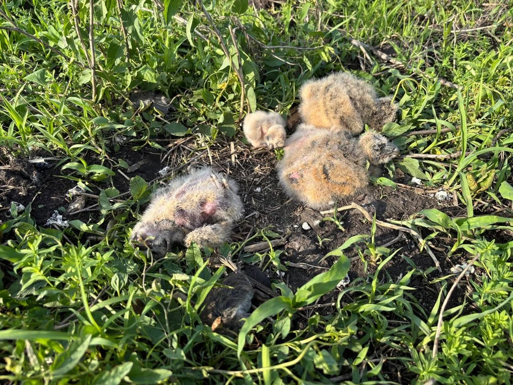 Птенцы совы // Фото: Радик Кутушев