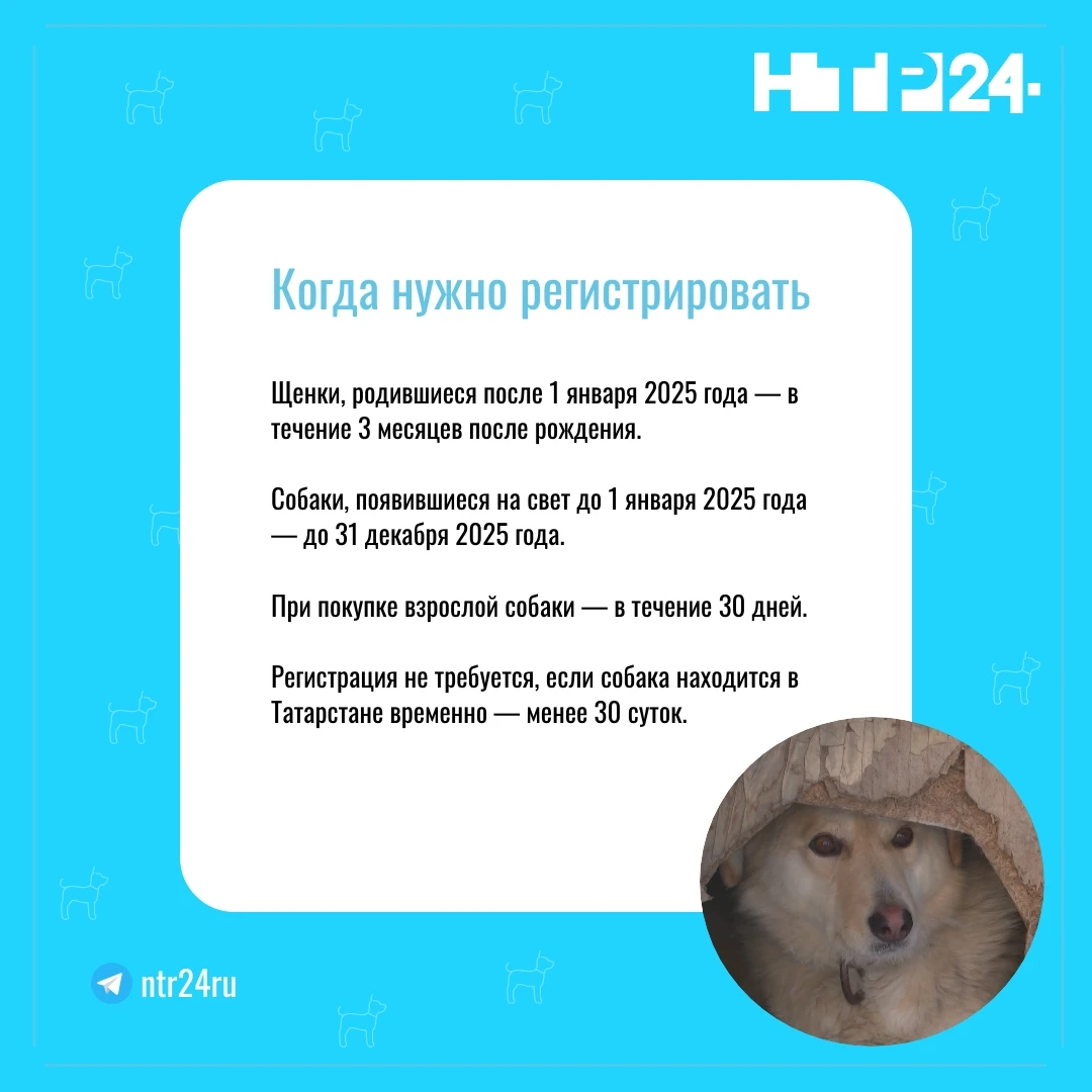 Когда нужно регистрировать? Щенки, родившиеся после 1 января 2025 года — в течение 3 месяцев после рождения.    Собаки, появившиеся на свет до 1 января 2025 года — до 31 декабря 2025 года.    При покупке взрослой собаки — в течение 30 дней.    Регистрация не требуется, если собака находится в Татарстане временно — менее 30 суток