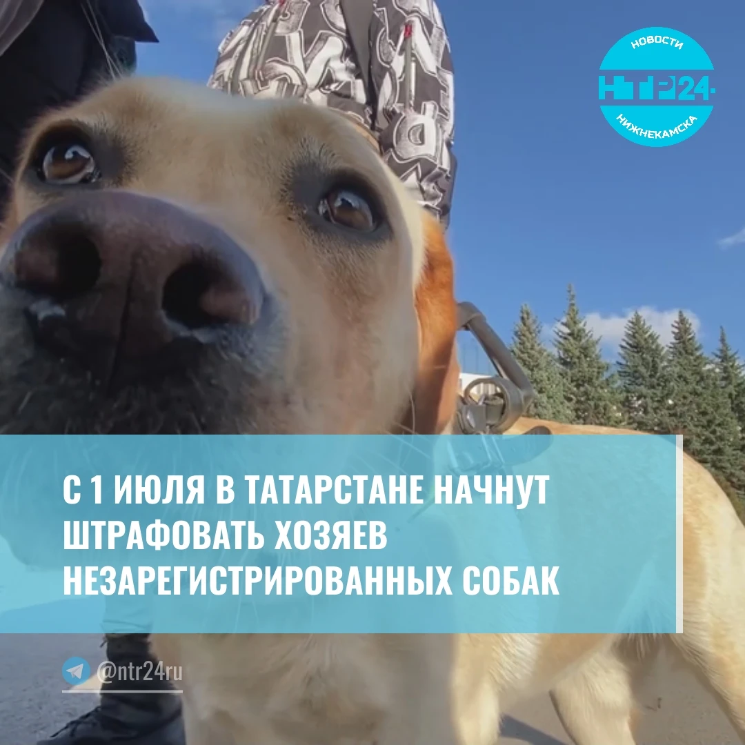 с 1 июля в Татарстане начнут штрафовать хозяев незарегистрированных собак
