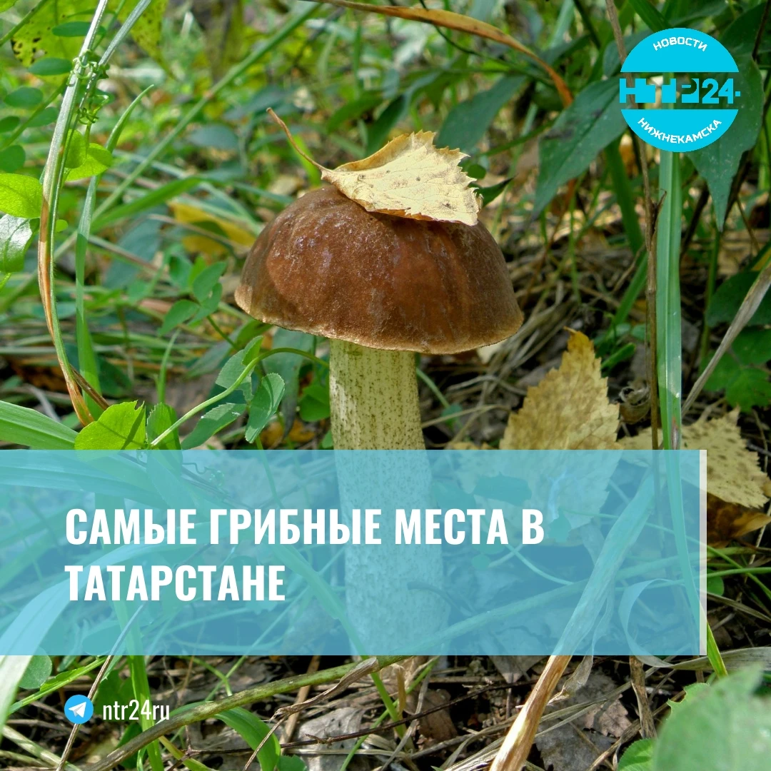 Самые грибные места в Татарстане